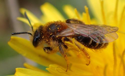 Réf. 226 957 : Andrena dorsata